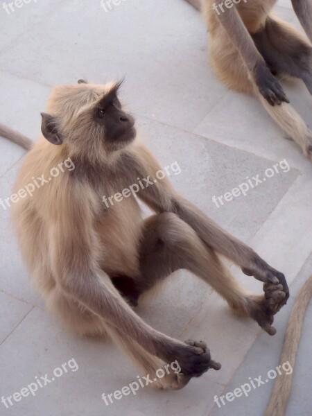 Monkey India Animal Wildlife Primate