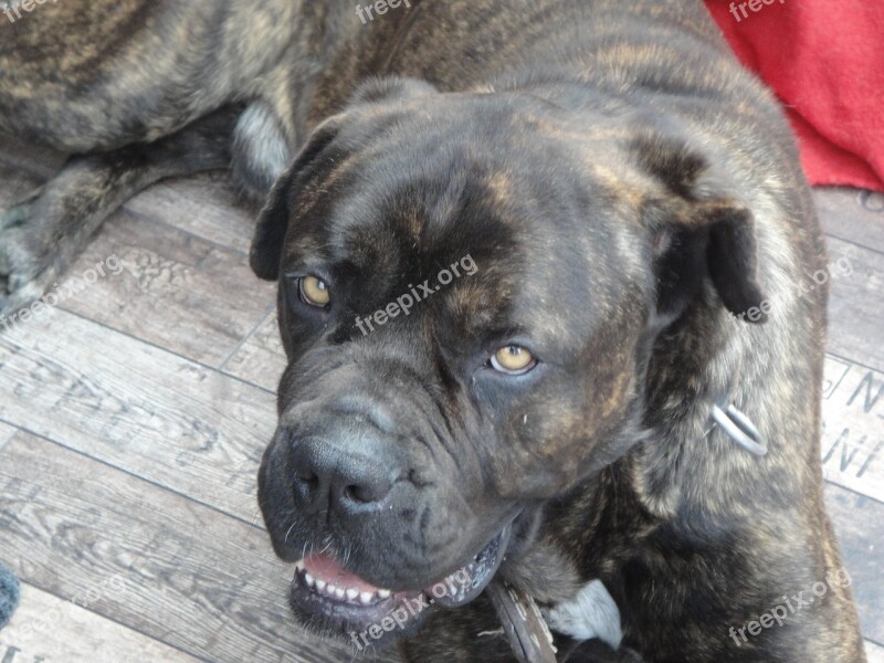 Canecorso Guard Dog Dog Brown Red