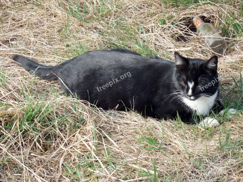 Cat Relaxed Domestic Cat Pet Tired