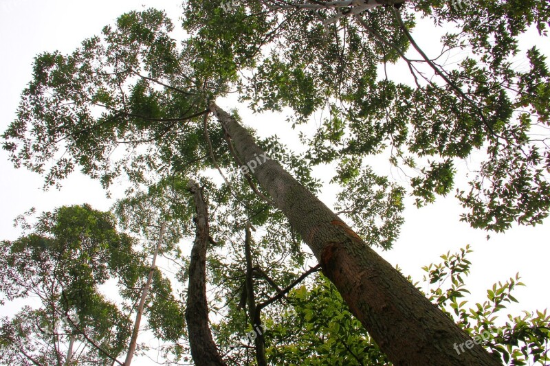 Tree The Scenery Look Tall Tower