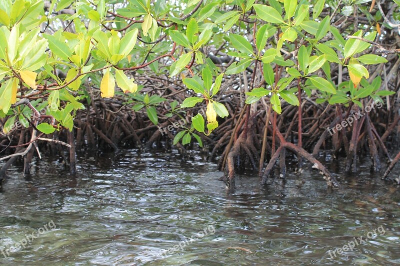 Mangrove Swamp Landscape Natural Nature Island