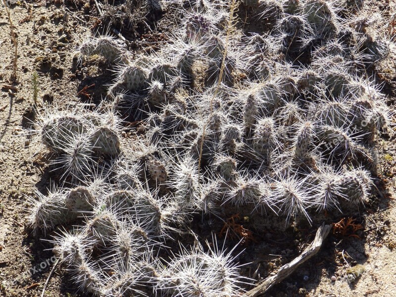 Cactus Cacti Plant Desert Nature