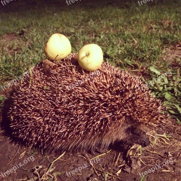 Crew Cut Apples Village Farm Hedgehog