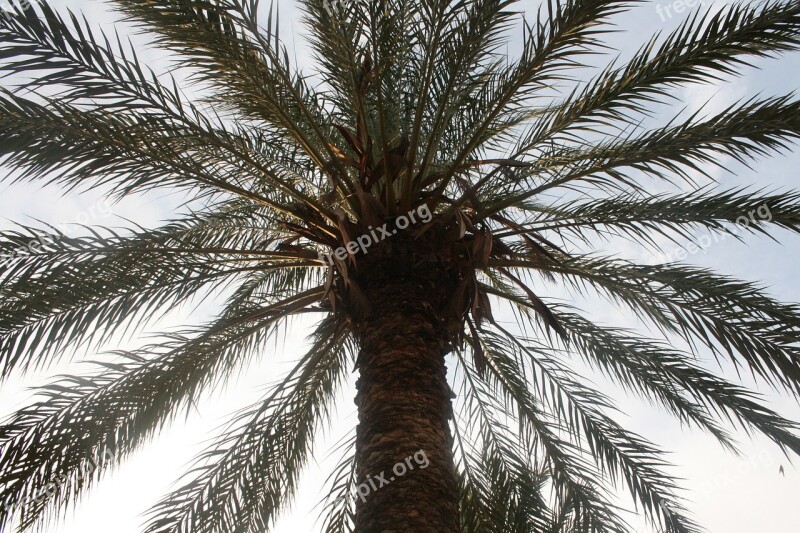 Palm Tree San Felipe Crevillent Free Photos