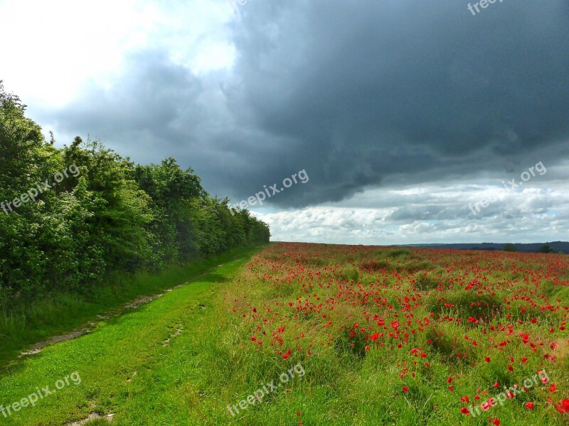 Landscape Perspective Poppies Colorful Scene