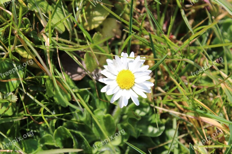 Daisy Flower White Nature Plant