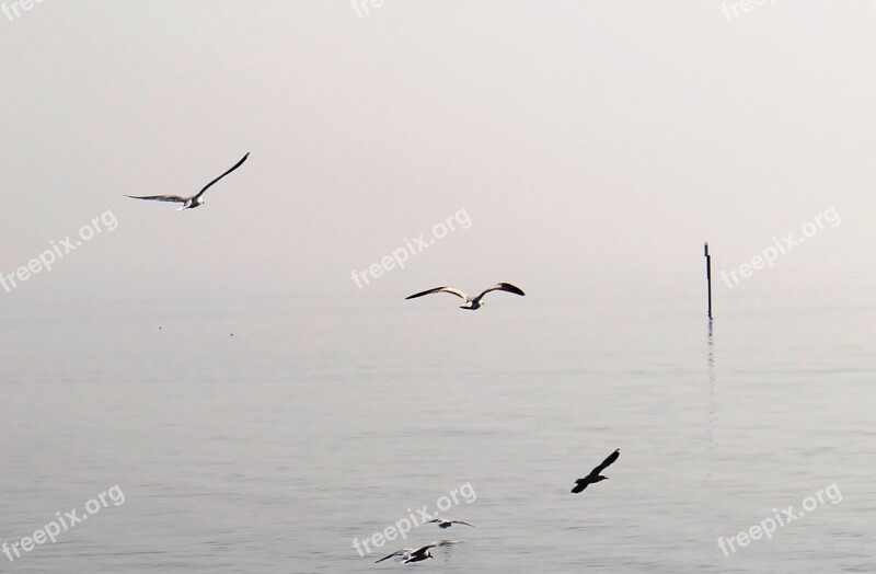 Gulls Flight Haze Lake Flight Form