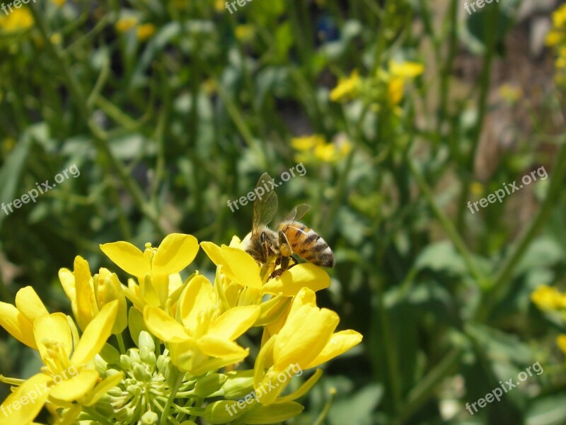 Honeybee Bee Rape Blossoms Apis Mellifera Spring