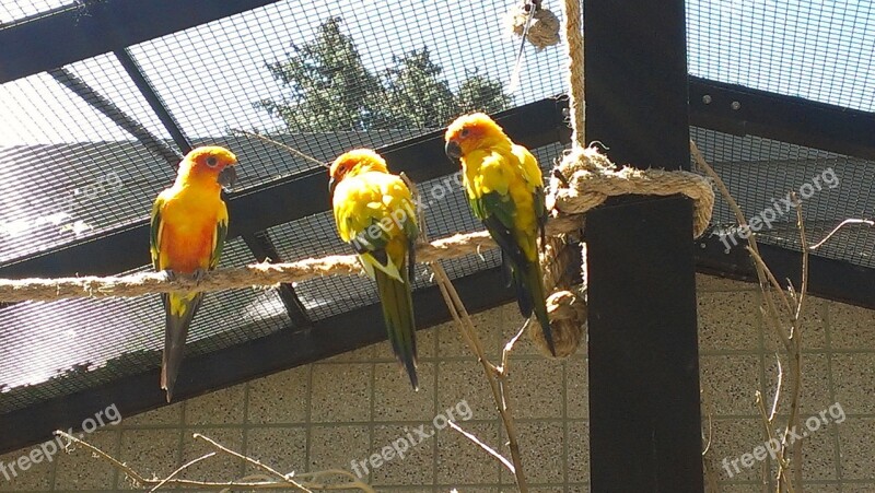 Sun Conyers Birds Aviary Free Photos