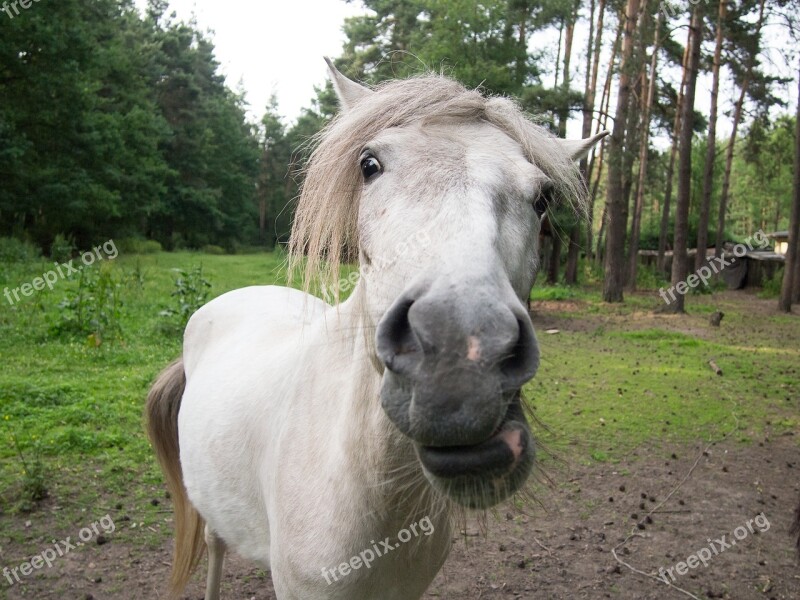 The Horse Closeup Animal Horse Head Village