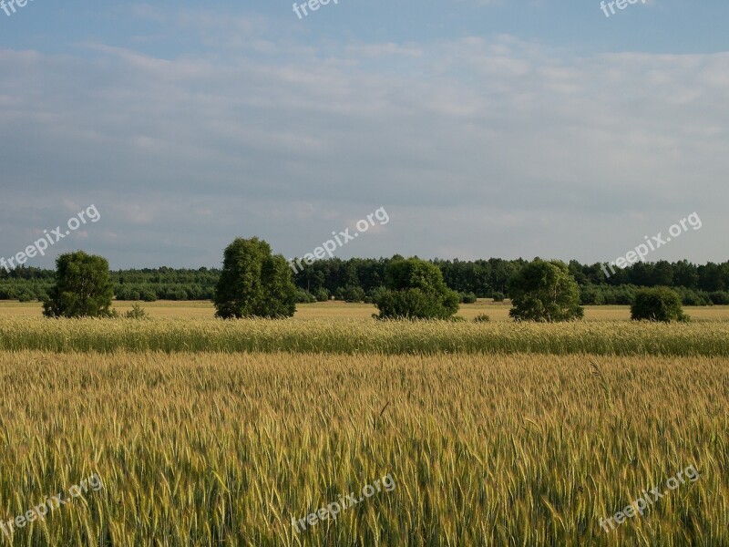 Landscape Village Corn Tree In A Field Fields