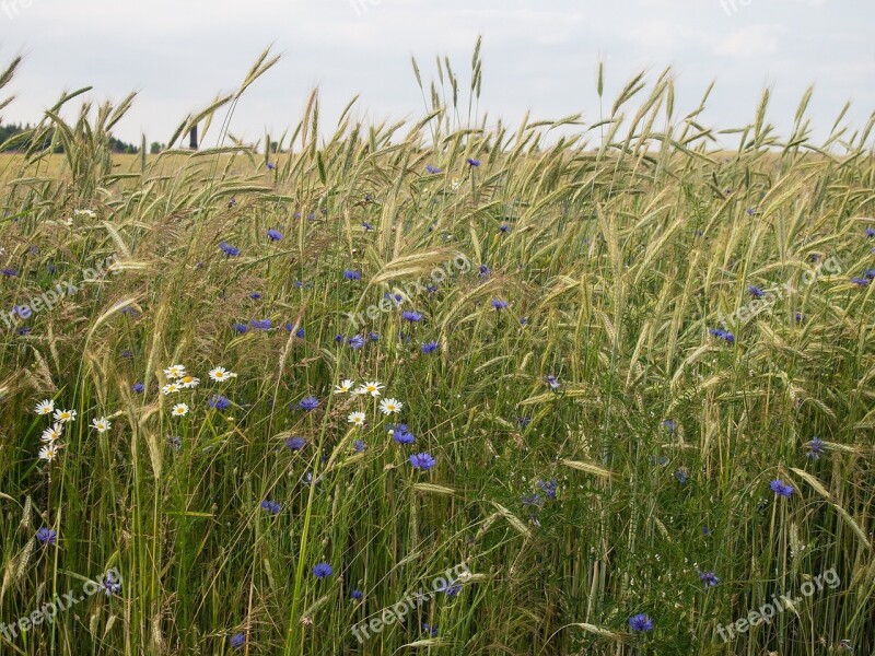 Meadow Corn Field Cornflowers Landscape