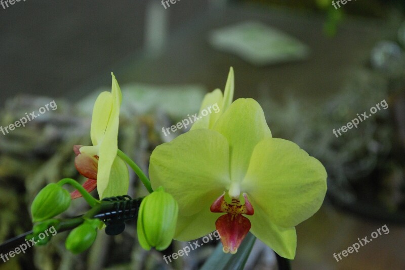 Orchid Yellow Flower Plant Blossom