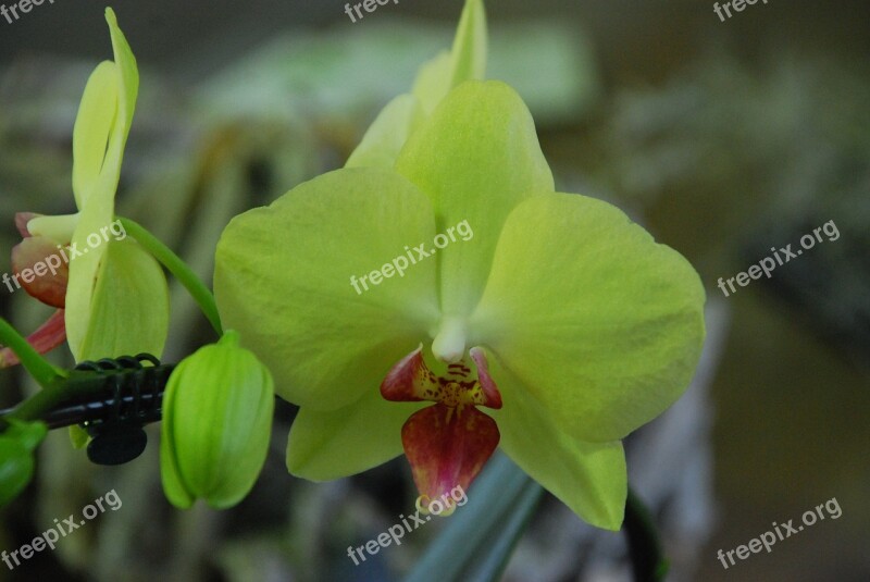 Orchid Yellow Flower Plant Blossom