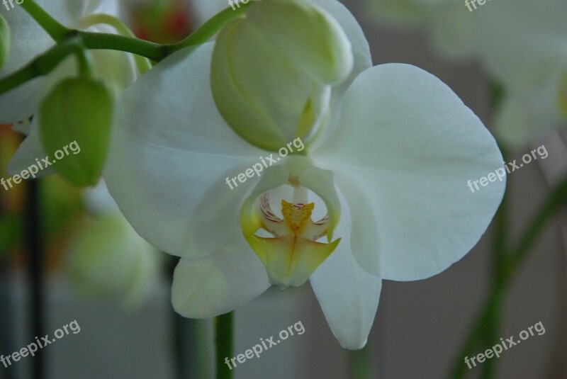 Orchid White Flower Plant Blossom