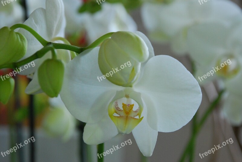 Orchid White Flower Plant Blossom