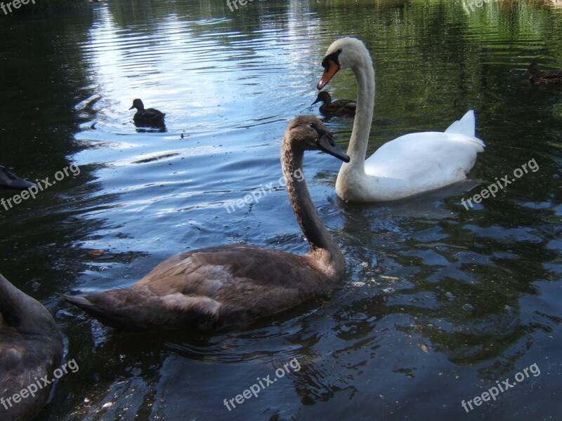 Monkey Mountain Salem Swans Lake Birds