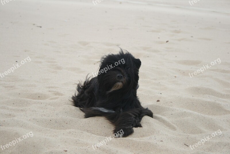 Dog Tibetan Terrier Terrier Portrait Animal