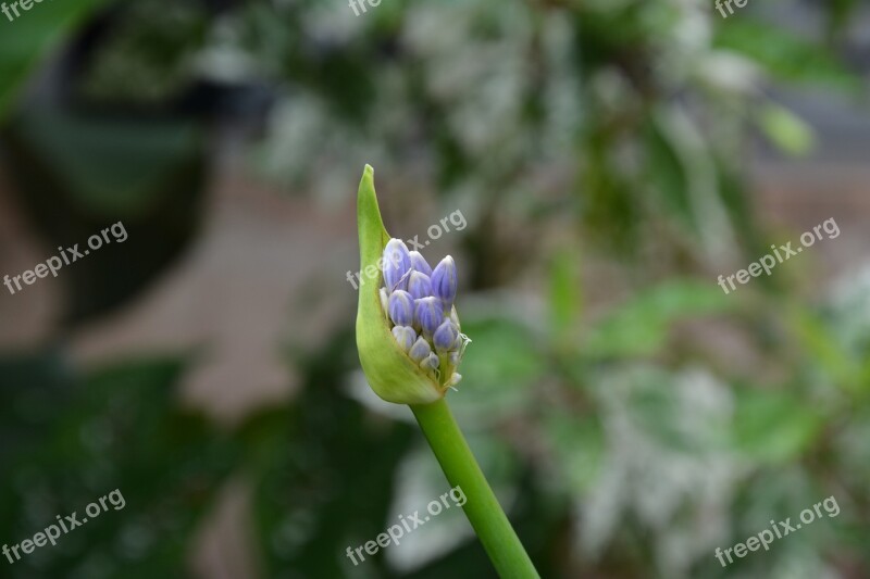 Button Flowers Plant Nature Garden