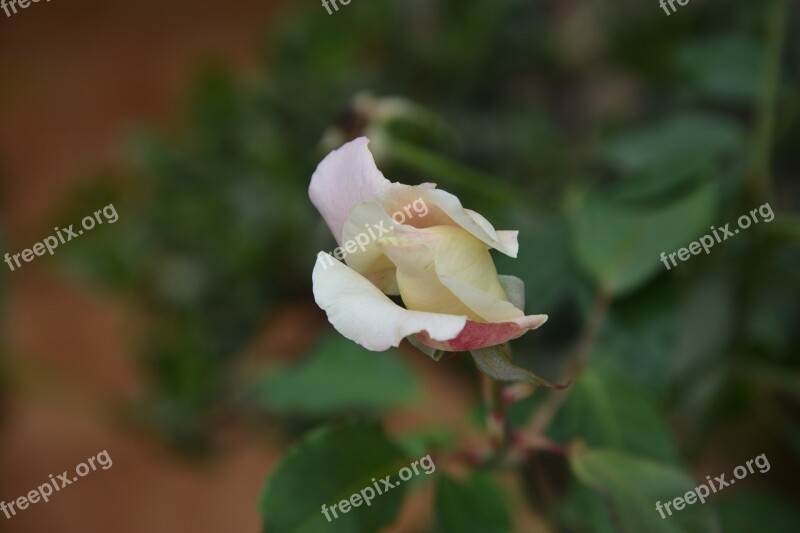 Flower Rosa Plant Button Rose Bush