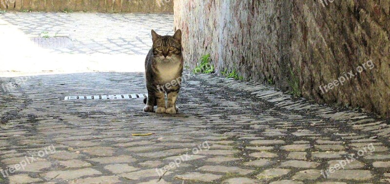 Alley Cat Rome Stray Cat Italy Free Photos