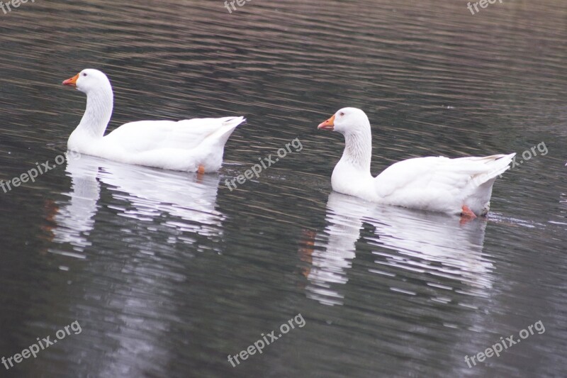 White Geese Duo Twin Free Photos