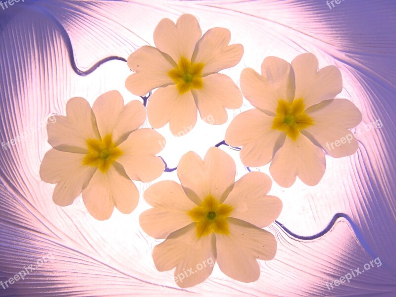 Flowers Flower Petals Primelchen Background Pattern