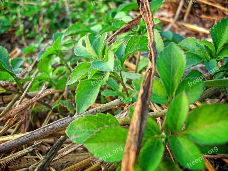 Plant Life On Free Photos