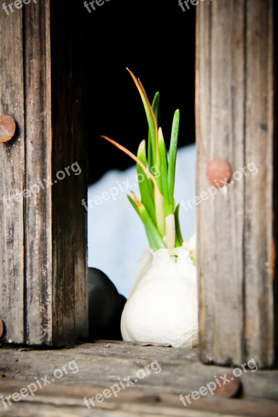 Garlic Green Window Wood Sprouting