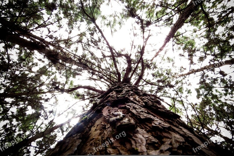 Flying Nature Pinheiro Trees Landscape