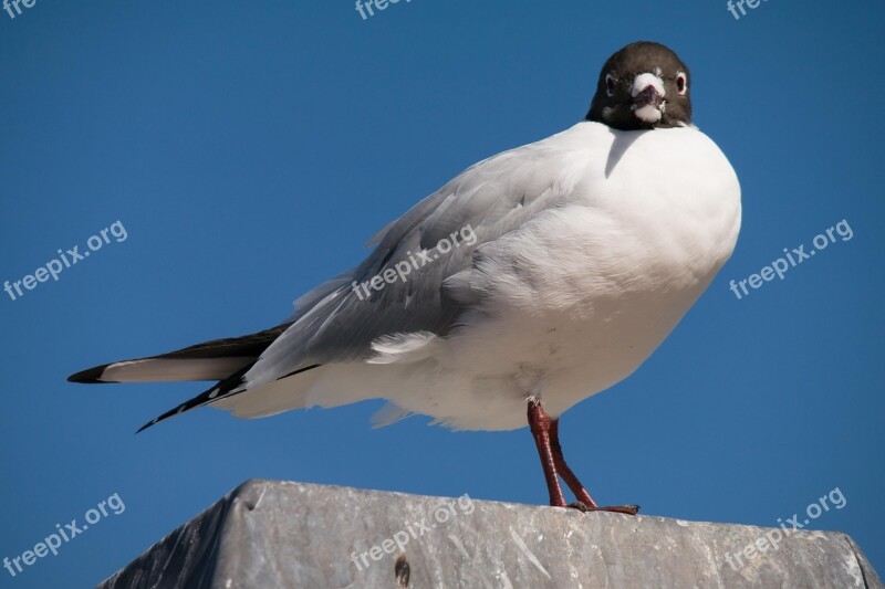 Seagull North Sea Bird Coast Sky