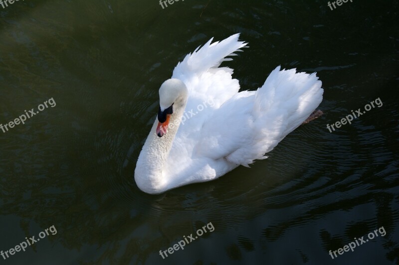 Swan Nature Water Bird Free Photos