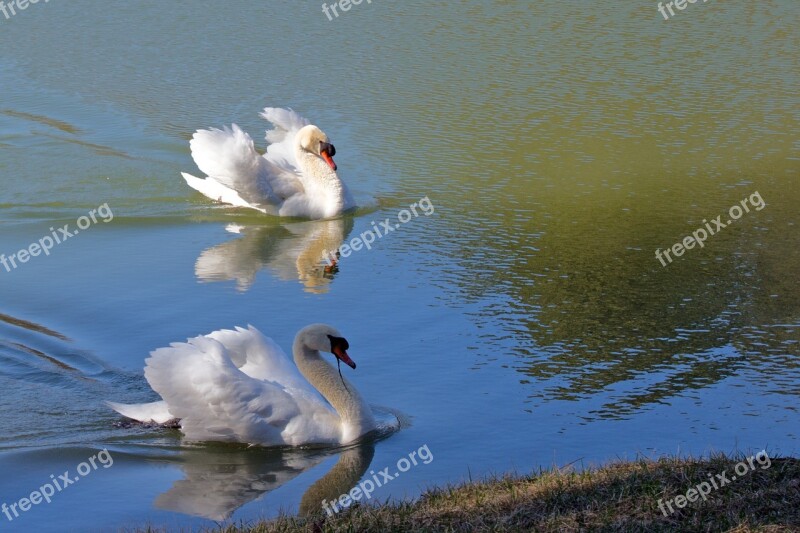 Swan Nature Pond Water Bird