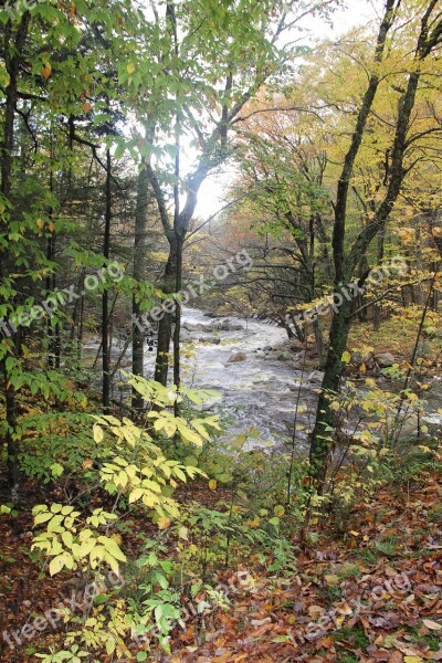 Stream Sunlit Nature River Rural