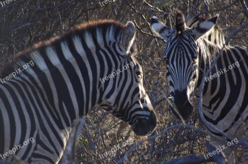 Africa Nature Zebra Animal Safari