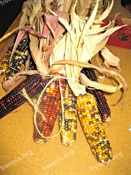 Ornamental Corn Ontario Autumn Market Free Photos