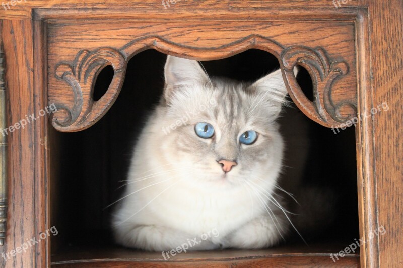 Cat Burma Sacred Birman Breed Cat Animal