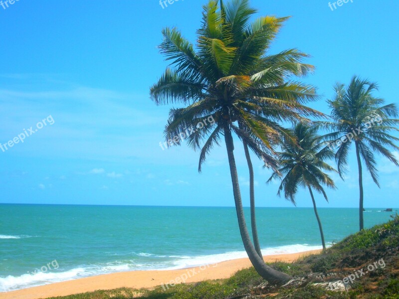 Coconut Trees Beach Litoral Brazil Free Photos