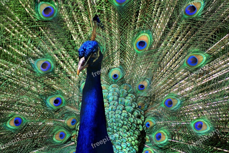 Peacock Colors Feathers Free Photos