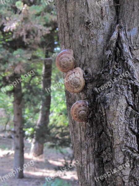 Macro Snails Tree Free Photos