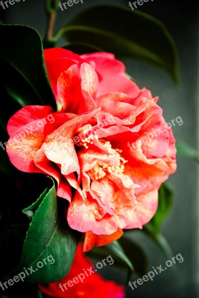 Flower Camellia Light Little Bud