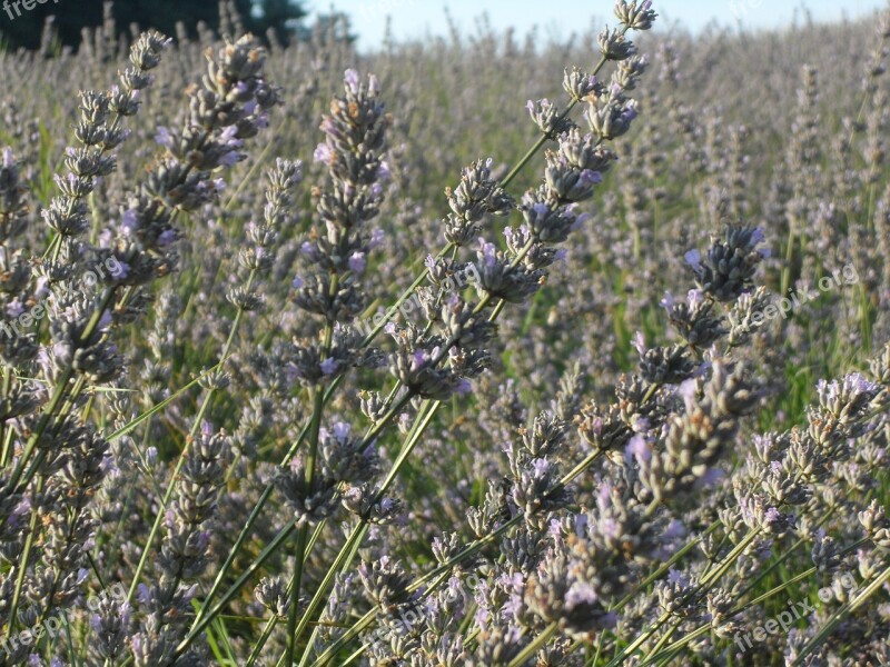 Lavender Sun Summer Free Photos