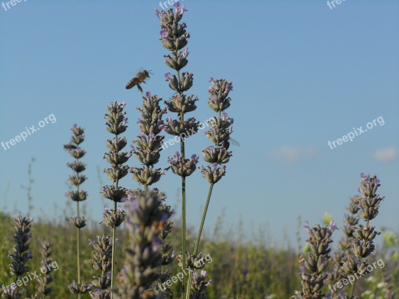 Lavender Sun Summer Free Photos