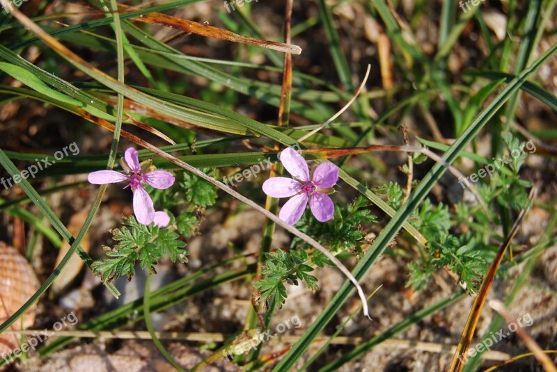 Purple Violet Flowers Wild Flower Purple Flower