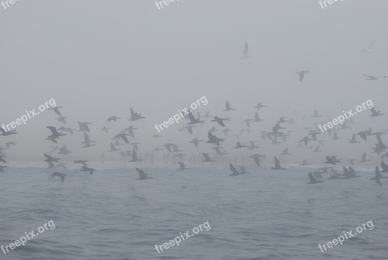 Horizon Birds Sea Nature Seagull