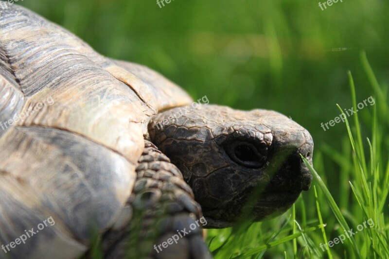 Turtle Reptile Animal Panzer Tortoise