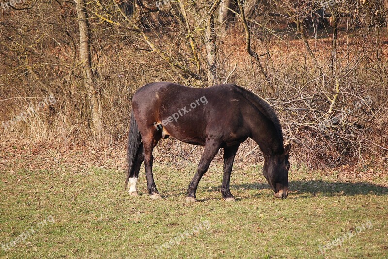 Horse Coupling Pasture Graze Free Photos