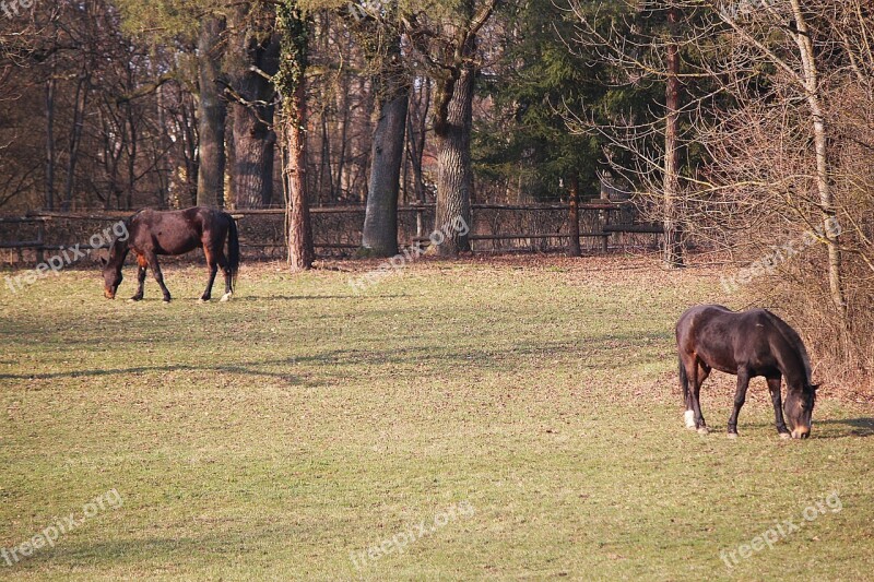 Horses Coupling Pasture Graze Free Photos