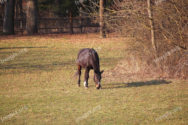 Horse Coupling Pasture Graze Free Photos