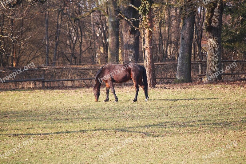 Horse Coupling Pasture Graze Free Photos